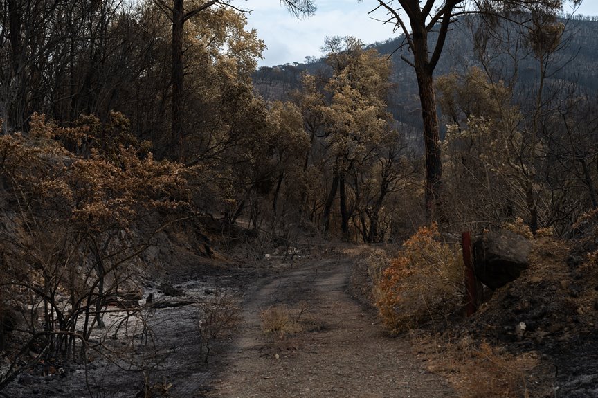 global wildfire contact numbers